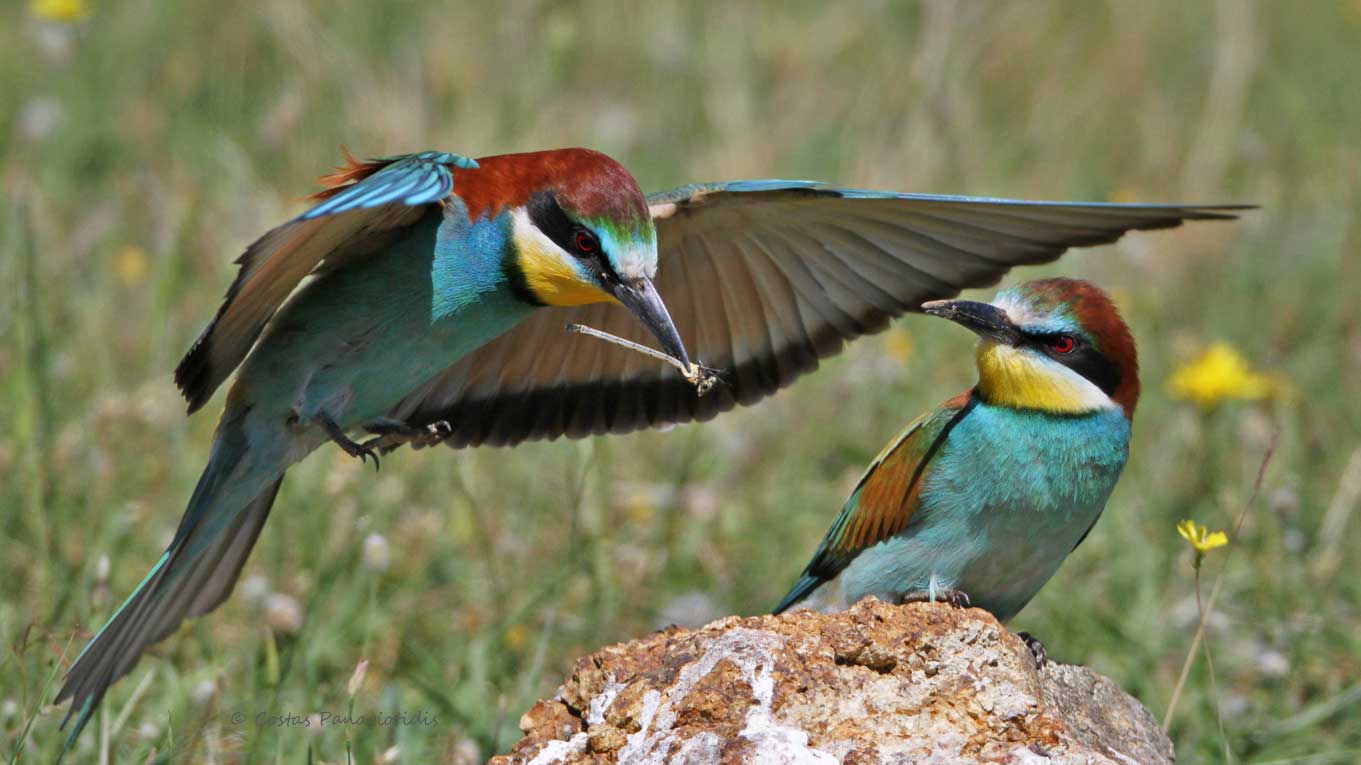 Ο Μέροπας στο Δέλτα του Έβρου, ένα παρεξηγημένο πουλί