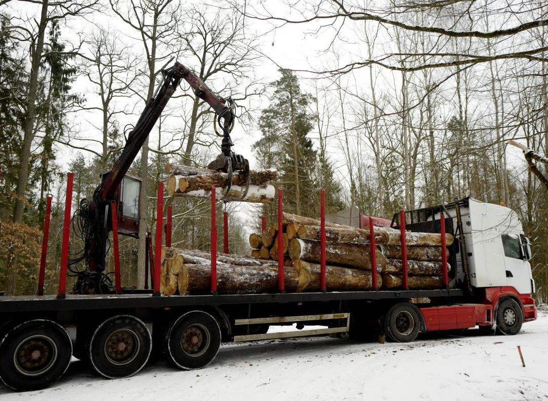 A truck is loaded with logged trees at one of the last primeval forests in Europe, Bialowieza forest, near Bialowieza village