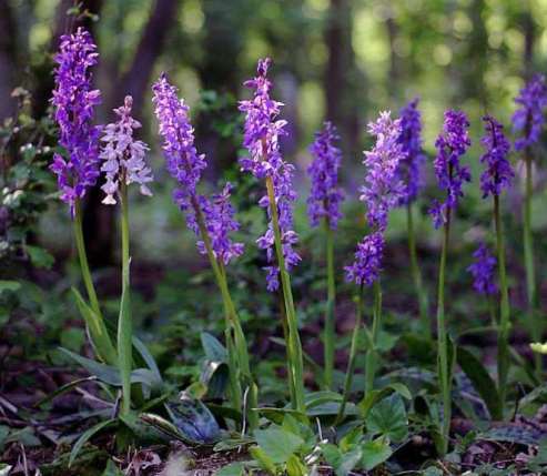 1b) Orchis maculata.jpg