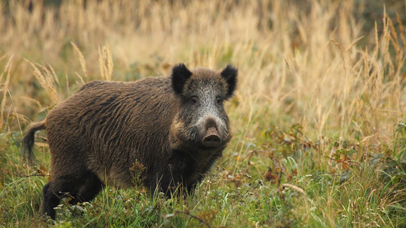 agriogourouno