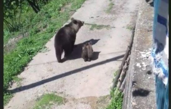 Προσέγγιση μεγάλων θηλαστικών σε κατοικημένες περιοχές και διαχείριση της συνύπαρξης με τον άνθρωπο