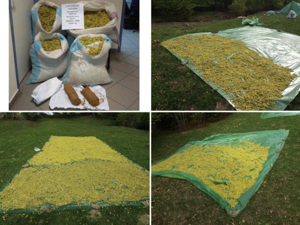 Στο Ευρωκοινοβούλιο η παράνομη υπερσυγκομιδή της πρίμουλας