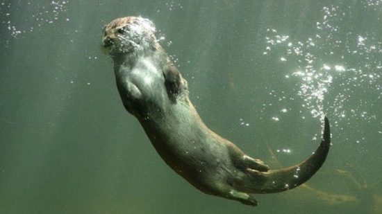Λιμνοθάλασσα Αντινιώτη, η λίμνη των ορχιδέων, των κρίνων και της βίδρας