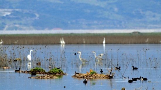 Προστασία της βιολογικής ποικιλότητας και των σπάνιων ή και απειλούμενων με εξαφάνιση ειδών και οικοσυστημάτων της χώρας μας