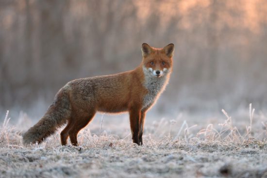 Αυξάνεται η αποζημίωση των κυνηγών στο πρόγραμμα επιτήρησης της λύσσας