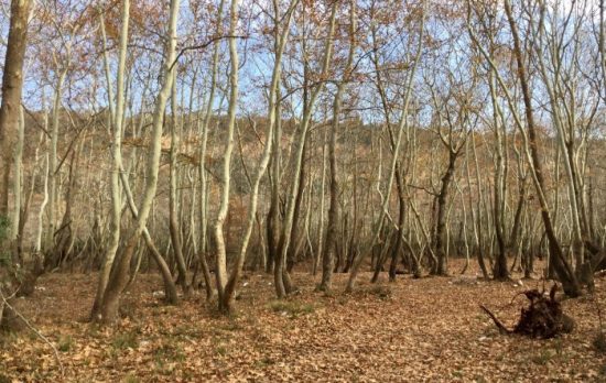 Συμμαχία για να σώσουν τα πλατάνια