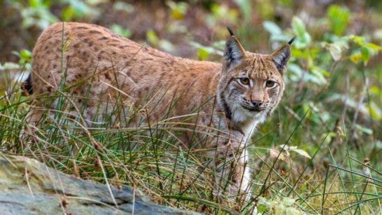 Μετακινήσεις ζευγαρώματος του λύγκα: νέα ευρωπαϊκή μελέτη φωτίζει μια άγνωστη στρατηγική