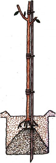 Στήριξη δενδρυλλίου