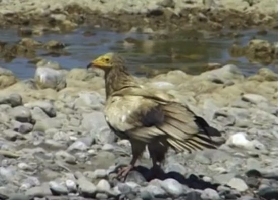 Ο “Αώος” και η παρέα του σε ένα πανηγύρι κουκάλογων από τα παλιά: Πόσο σύντομα θα ξαναδούμε αυτές τις εικόνες στην Κόνιτσα;