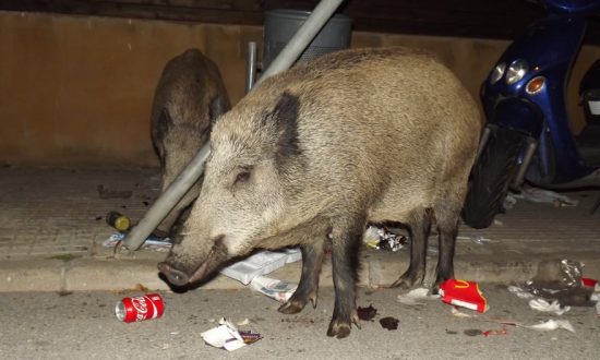 Οι αγριόχοιροι βαρέθηκαν τα δάση και «μετακομίζουν» στις πόλεις