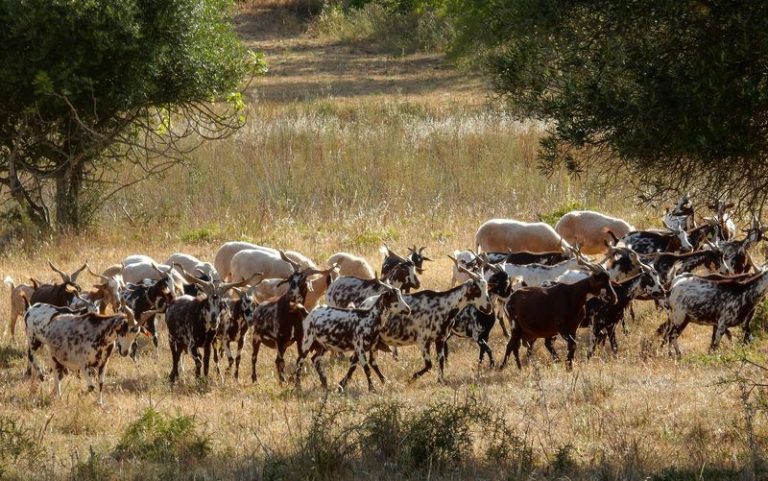 Ακόμα και οι αίγες έχουν επιστρατευθεί στην αγωνιώδη προσπάθεια πυροπροστασίας που καταβάλλει η πορτογαλική κυβέρνηση. Τα συμπαθή τετράποδα καταβροχθίζουν τη χαμηλή βλάστηση, δημιουργώντας «αντιπυρική ζώνη» που αποτρέπει την ταχεία μετάδοση των δασικών πυρκαγιών. Μοναδικό πρόβλημα, ότι οι γιδοβοσκοί και ο τρόπος ζωής τους τείνουν να εκλείψουν.