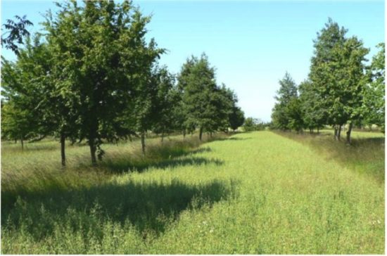 Αγροδασικά συστήματα: καινοτόμα εργαλεία για τη γεωργία