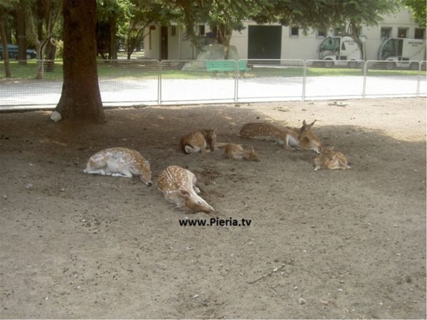 Μήνυση από τον δήμο Κατερίνης για τον θανάσιμο τραυματισμό τεσσάρων ελαφιών στο δημοτικό κήπο