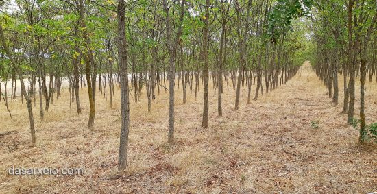 Δάσωση Γεωργικών Γαιών: Ανακοίνωση για την υποβολή Δηλώσεων Εφαρμογής για το διαχειριστικό έτος 2019