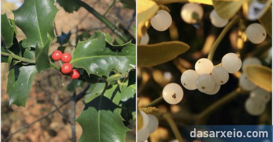 Το Αρκουδοπούρνι και ο Ιξός