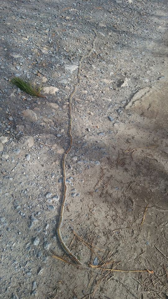 Η πομπή από πευκοκάμπιες, μια θηλυκή προνύμφη τίθεται επικεφαλής και ξεκινάει μια μορφή «λιτανείας»