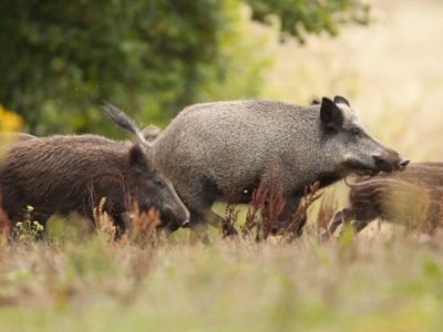 Αγριόχοιροι – Ο ανεξέλεγκτος πληθυσμός καταστρέφει καλλιέργειες