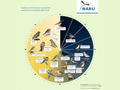 H πρωινή συναυλία των πουλιών