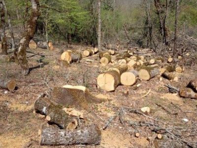 Κατέστρεψαν 300 τόνους δρυοδάσους – Λαθροϋλοτόμος κινήθηκε απειλητικά με αλυσοπρίονο εναντίον δασικού υπαλλήλου