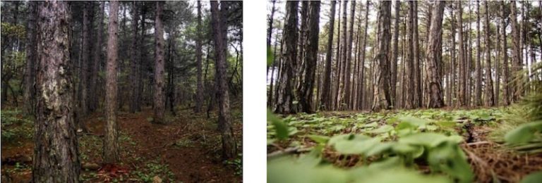 Ασθητικό δάσος Πευκιά Ξυλοκάστρου