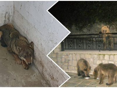 Δικαστήριο ΕΕ: Αυστηρή προστασία και στις κατοικημένες περιοχές για τα προστατευόμενα είδη