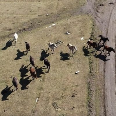 Τα άγρια άλογα του Μενοίκιου Όρους στο «μικροσκόπιο» επιστημόνων για την επιβίωσή τους