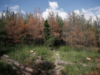 Τα δέντρα που χάνονται