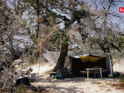 Νεκρό το 80% του κεδρόδασους στη Χρυσή – Άμεσα απαγορευτικά μέτρα ζητά η Διεύθυνση Δασών