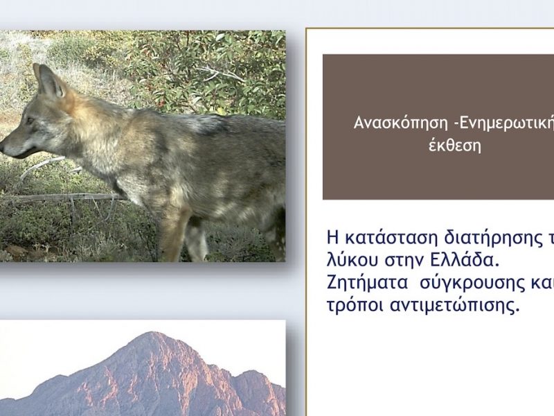 Η κατάσταση διατήρησης του λύκου στην Ελλάδα – Ζητήματα  σύγκρουσης και τρόποι αντιμετώπισης