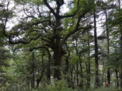 Όταν η φύση συναντά τη θεϊκότητα: θρησκευτικοί κανόνες προστατεύουν τα ιερά δάση και επηρεάζουν τη δομή και σύνθεση της βλάστησής τους