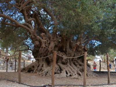 Μνημεία της Φύσης, πυλώνες διαρκούς αειφορίας