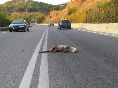 Νεκρή βίδρα σε τροχαίο ατύχημα