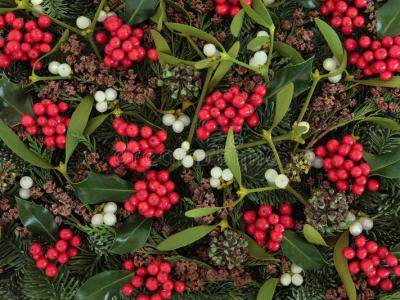 Γκι και Ου – Ο κόσμος των φυτών στην εορτή των Χριστουγέννων