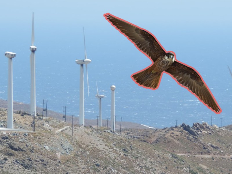 ΣτΕ 1690/2020 – Νόμιμη η απαγόρευση εγκατάστασης αιολικού πάρκου σε περιοχή Natura στη Σκύρο