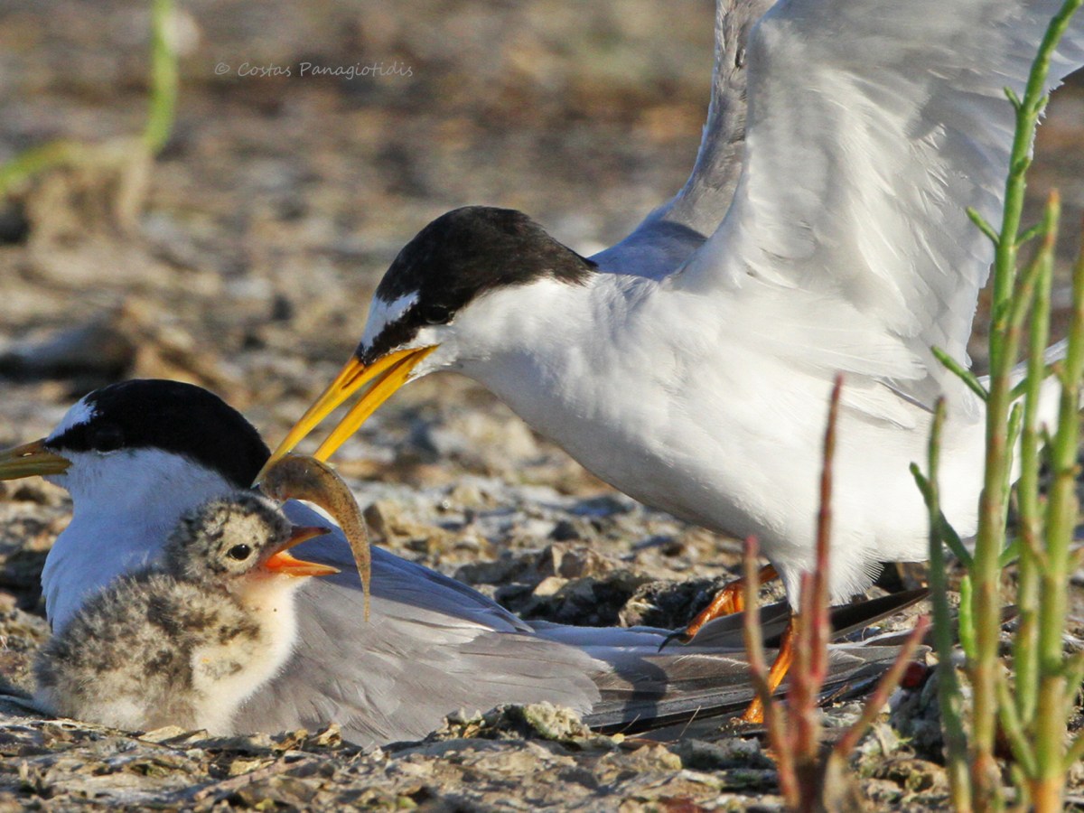 Νανογλάρονα, η ζωή μιας νέας οικογένειας στο Δέλτα του ποταμού Έβρου (video)