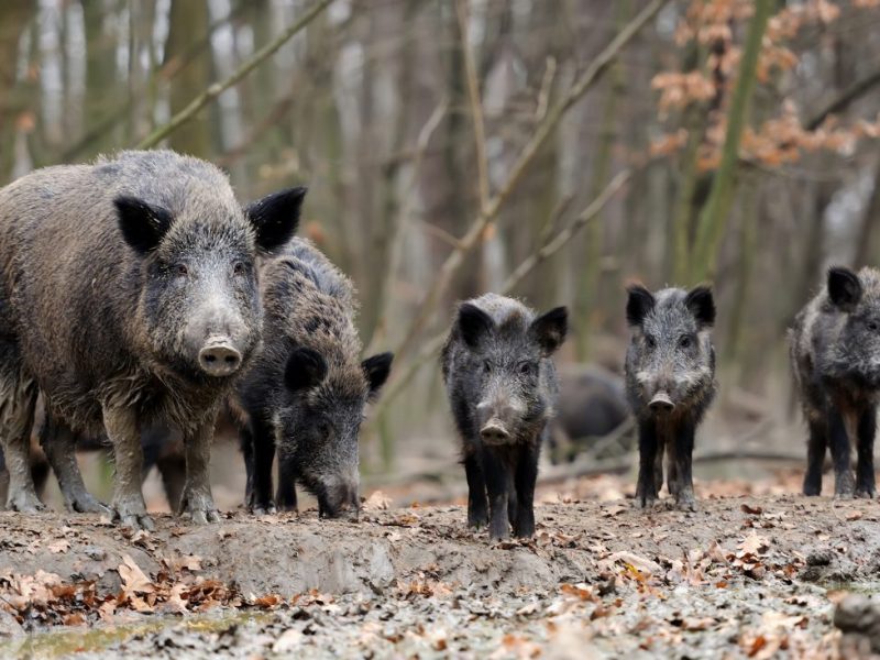 Δασαρχείο Χαλκίδας: Πρόγραμμα θήρευσης αγριόχοιρων και υβριδίων με συνεργεία δίωξης/ομάδες κυνηγών
