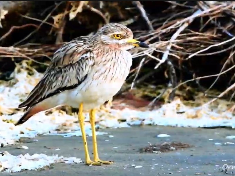 Ο Θαυμαστός Κόσμος των Πουλιών (βίντεο)