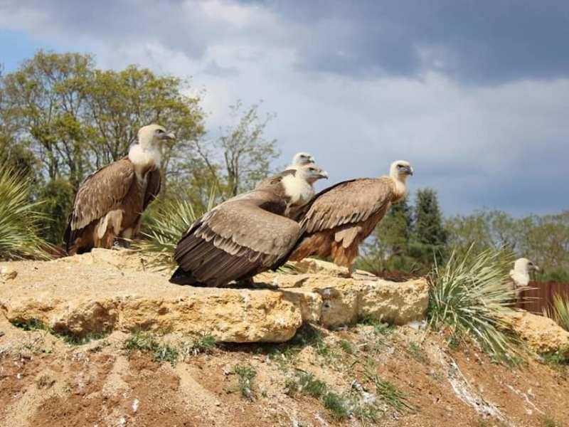 ΚΥΑ για Κέντρα Περίθαλψης και Σταθμούς Πρώτων Βοηθειών Ειδών της Άγριας Πανίδας