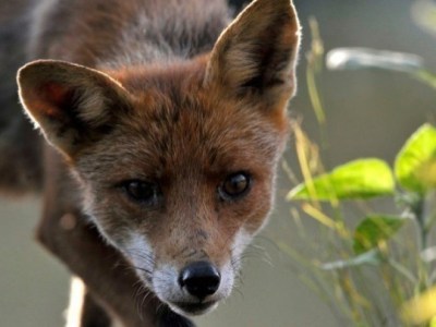 Αλεπούδες κοντά σε κατοικημένες περιοχές – Συστάσεις προστασίας προς το κοινό