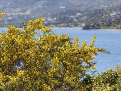 Διπλοβόλι: Φρύγανα & ασπάλαθος