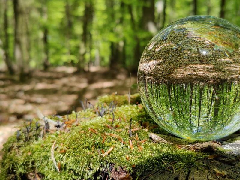Έκθεση της Ακαδημίας Αθηνών «Η Ανθεκτικότητα των Ελληνικών Δασικών Οικοσυστημάτων στην Κλιματική Αλλαγή»