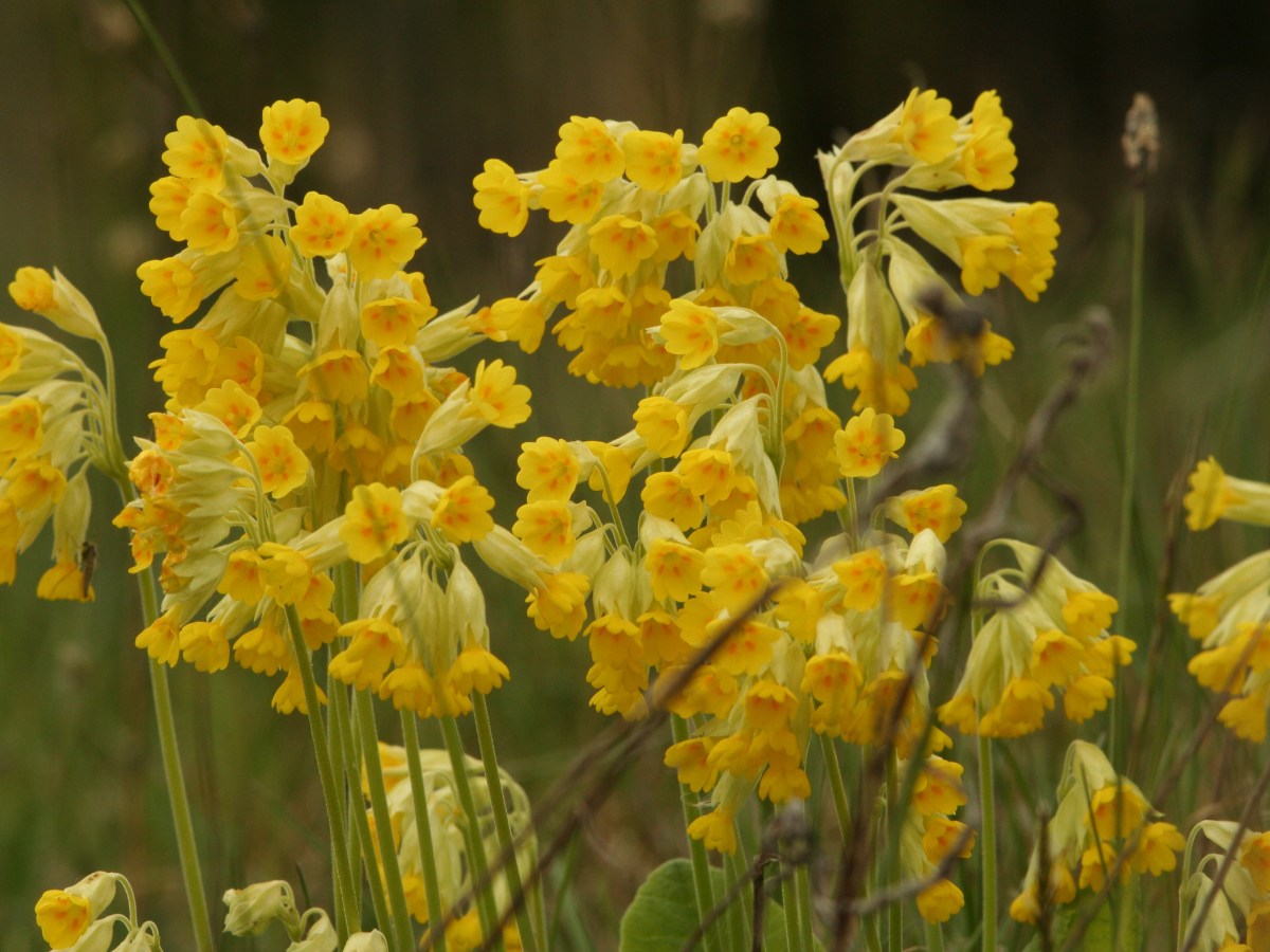 Αναζητώντας το «λουλούδι του Δαρβίνου» από την Σουηδία ως την Πίνδο