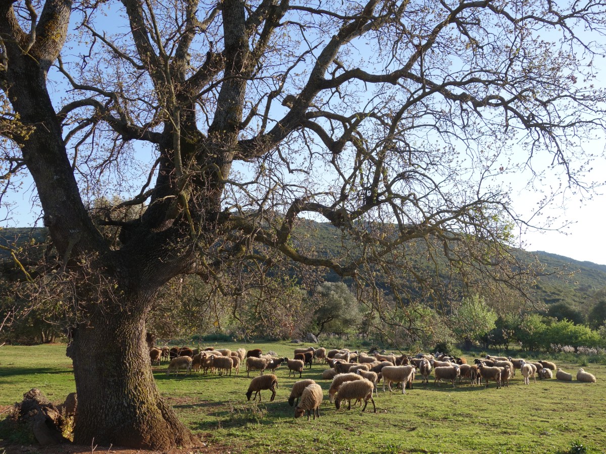 Πραγματοποιήθηκε η ημερίδα-σεμινάριο του Πράσινου Ινστιτούτου: Αγροδασοπονία και προστασία των αρχαίων δασών