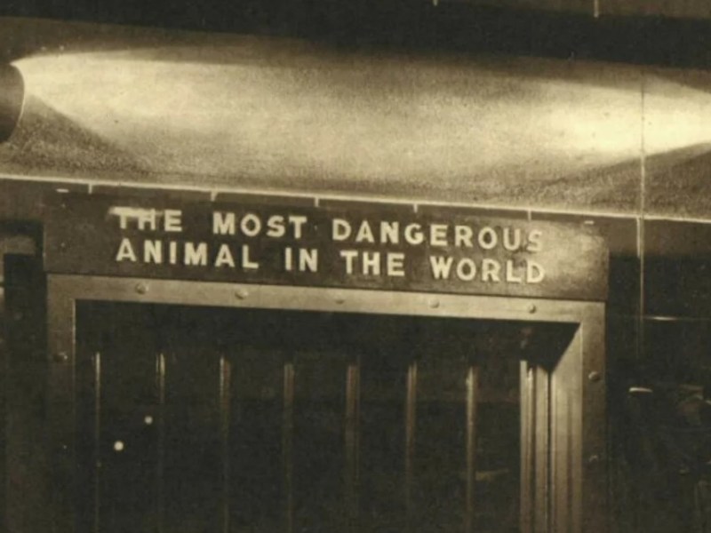 58 χρόνια πριν, το πείραμα ζωολογικού κήπου της Νέας Υόρκης για το πιο επικίνδυνο ζώο στον πλανήτη