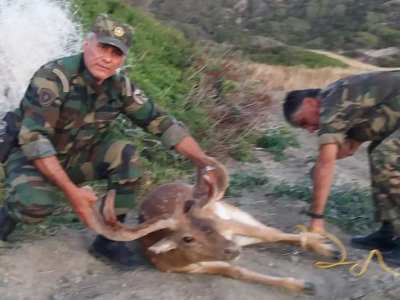 Απεγκλωβισμός ελαφιού από δασοφύλακες της Δ/νσης Δασών Δωδ/σου (βίντεο)