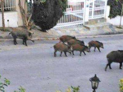 Κλουβιά σύλληψης αγριογούρουνων από το δασαρχείο Θεσσαλονίκης