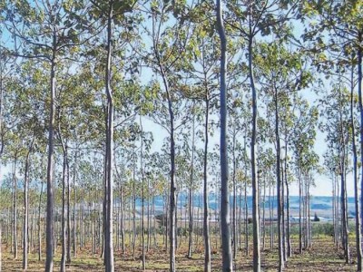 Ενημέρωση και πρακτικές οδηγίες για το δασικό δέντρο Παυλώνια (Paulownia spp.)