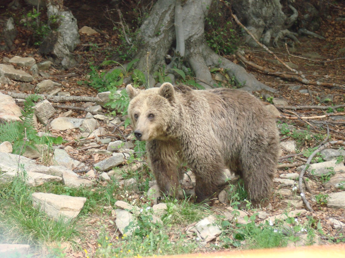 «Αυξήθηκαν οι αρκούδες στην Ελλάδα, αλλά όχι οι ζημιές που προκαλούν»