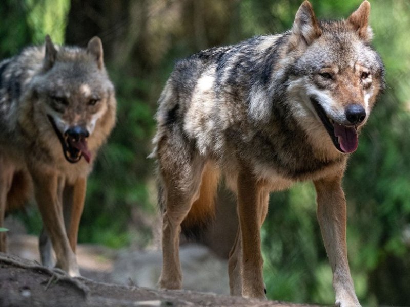 Λύκοι στην Ευρώπη: Επανεξέταση της κατάστασης διατήρησης από την Κομισιόν