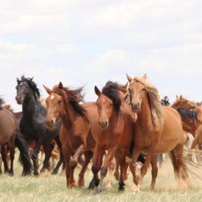 Τα σύγχρονα άλογα εξημερώθηκαν πριν 4.200 χρόνια στις στέπες Πόντου-Κασπίας του Β. Καύκασου